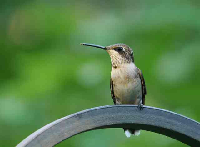 Feeding Hummingbirds | Baton Rouge Audubon Society
