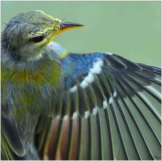 Northern Parula