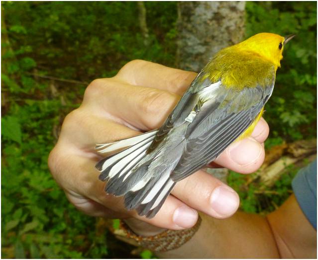 Prothonotary Warbler fledgling young from a nest box