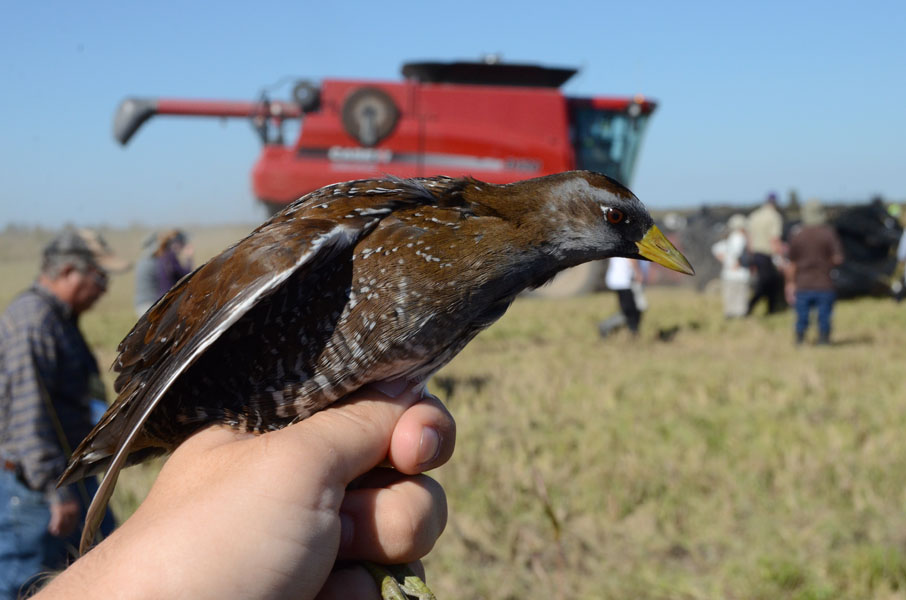 Sora captured during the Yellow Rails and Rice Festival near Thornwell. Photo by Erik Johnson.